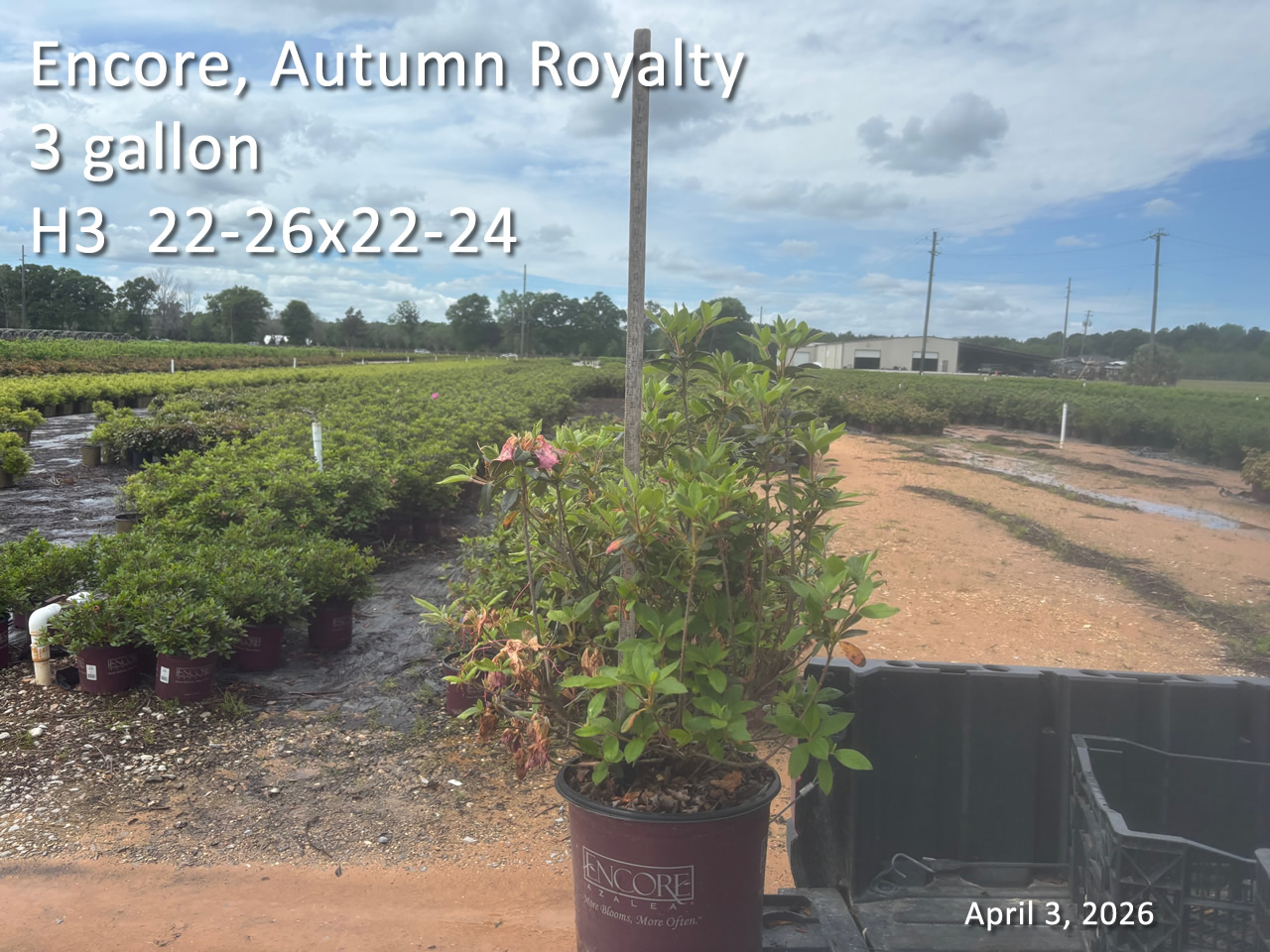 gallery/eroy3 h3 apr3.jpg